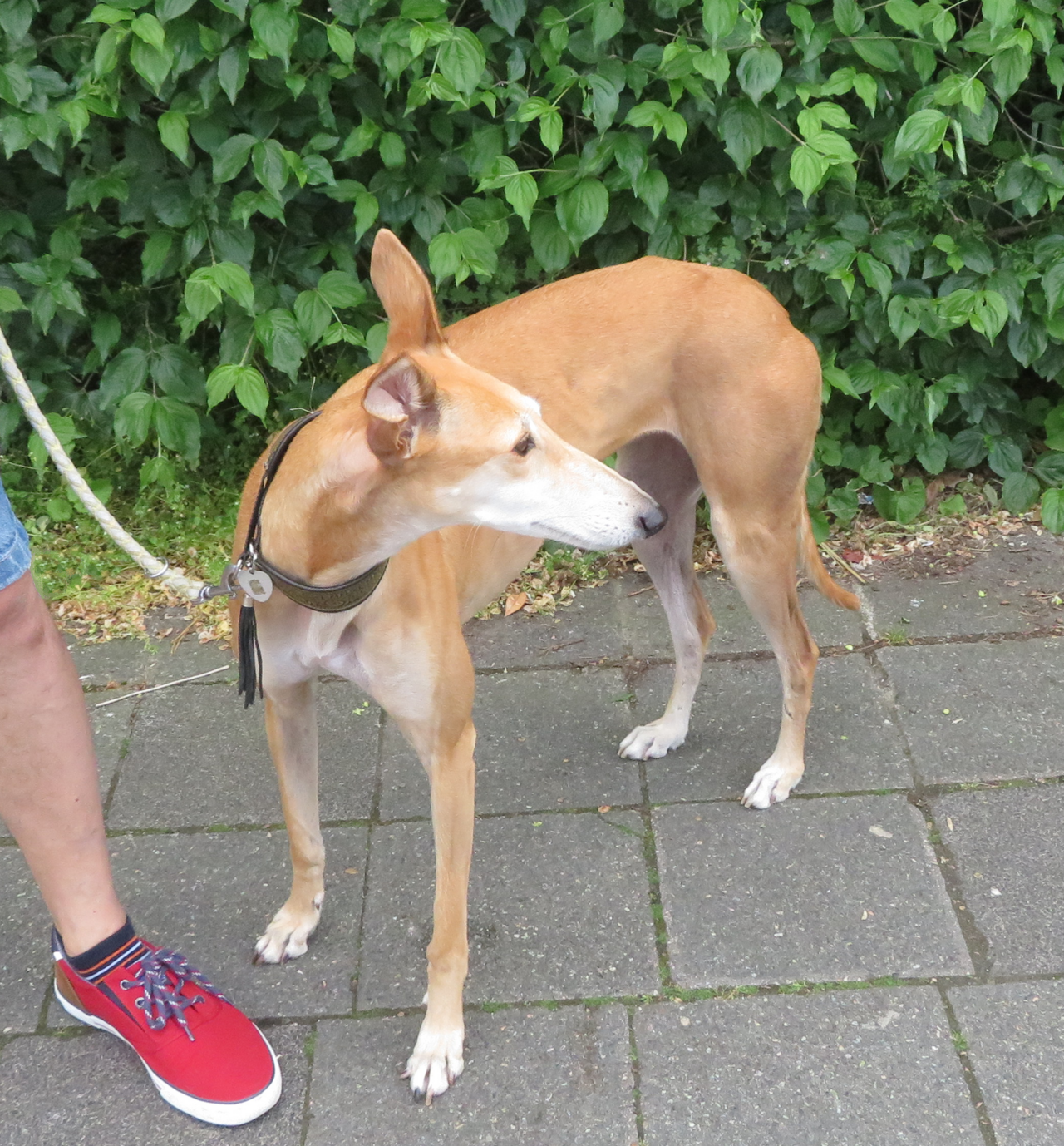 Spaanse Galgo, foto in volle breedte tegen natuurlijke achtergrond.