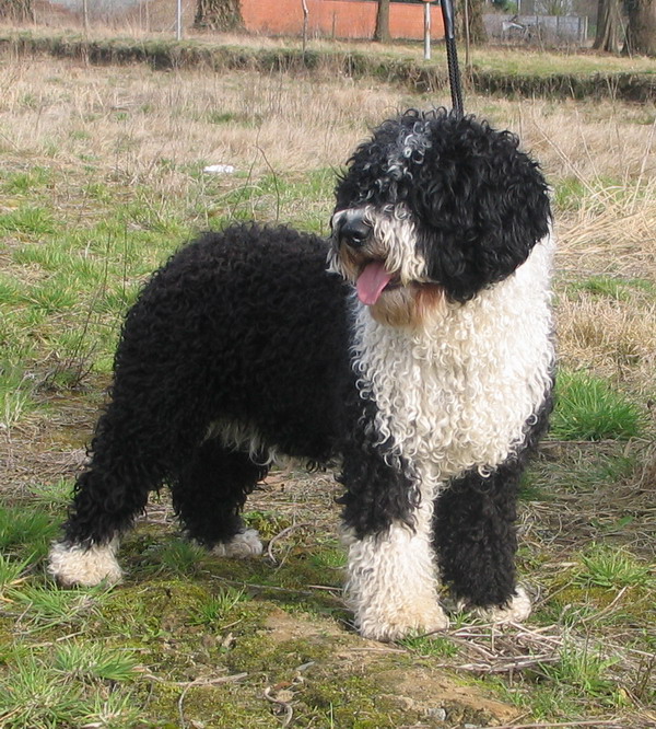 Spaanse Waterhond, foto in volle breedte.