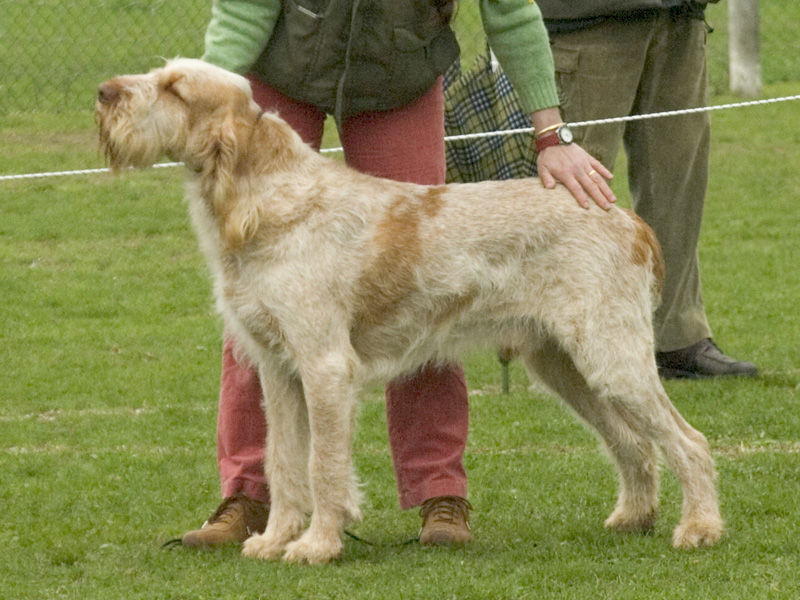 Spinone Italiano, foto in volle breedte tegen natuurlijke achtergrond.