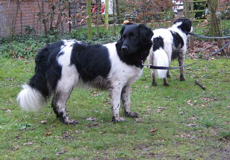 Stabyhoun, foto in volle breedte.