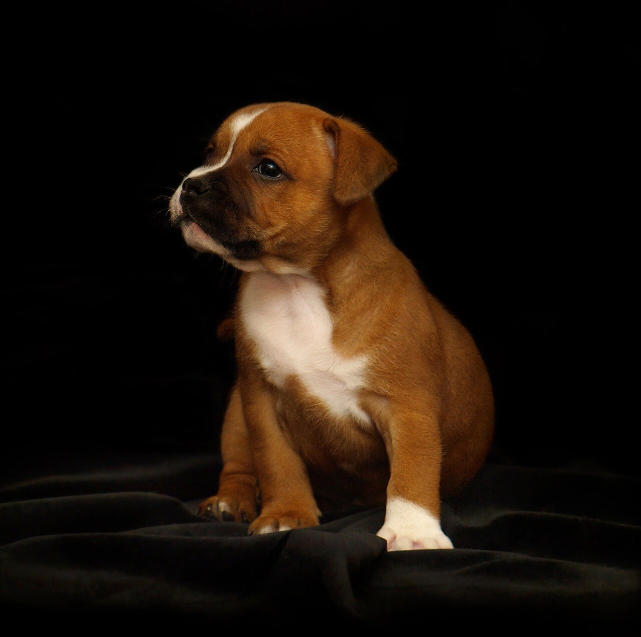Staffordshire Bull Terriër, foto in volle breedte tegen natuurlijke achtergrond.
