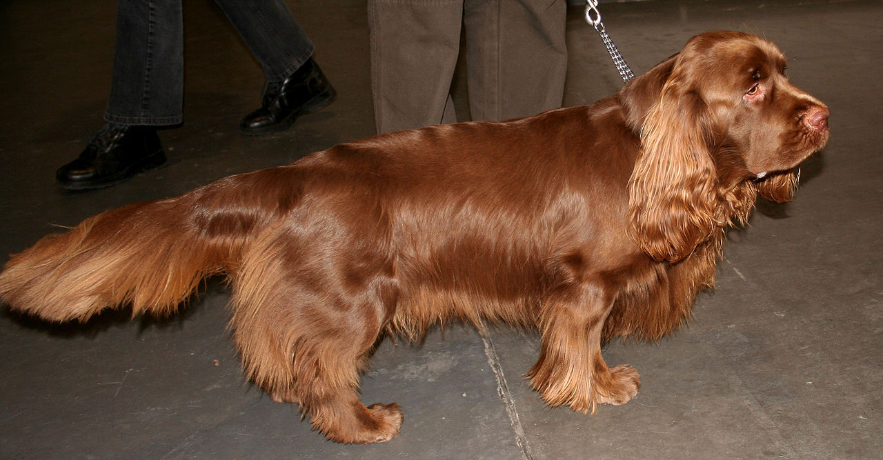 Sussex Spaniël, foto in volle breedte.