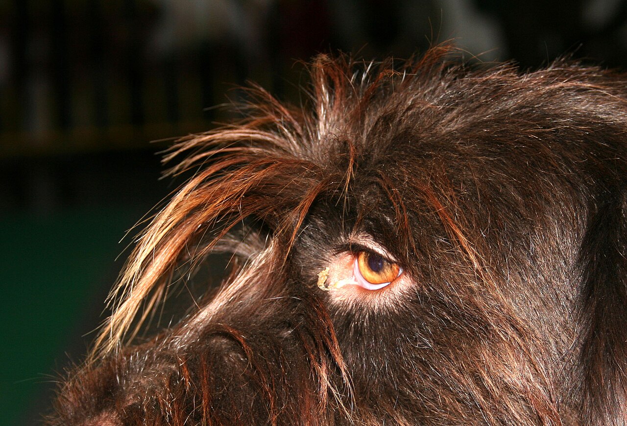 Tsjechische Draadharige Staande Hond, foto in volle breedte.