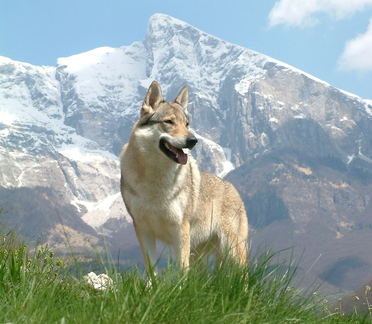 Tsjechoslowaakse wolfshond, foto in volle breedte tegen natuurlijke achtergrond.