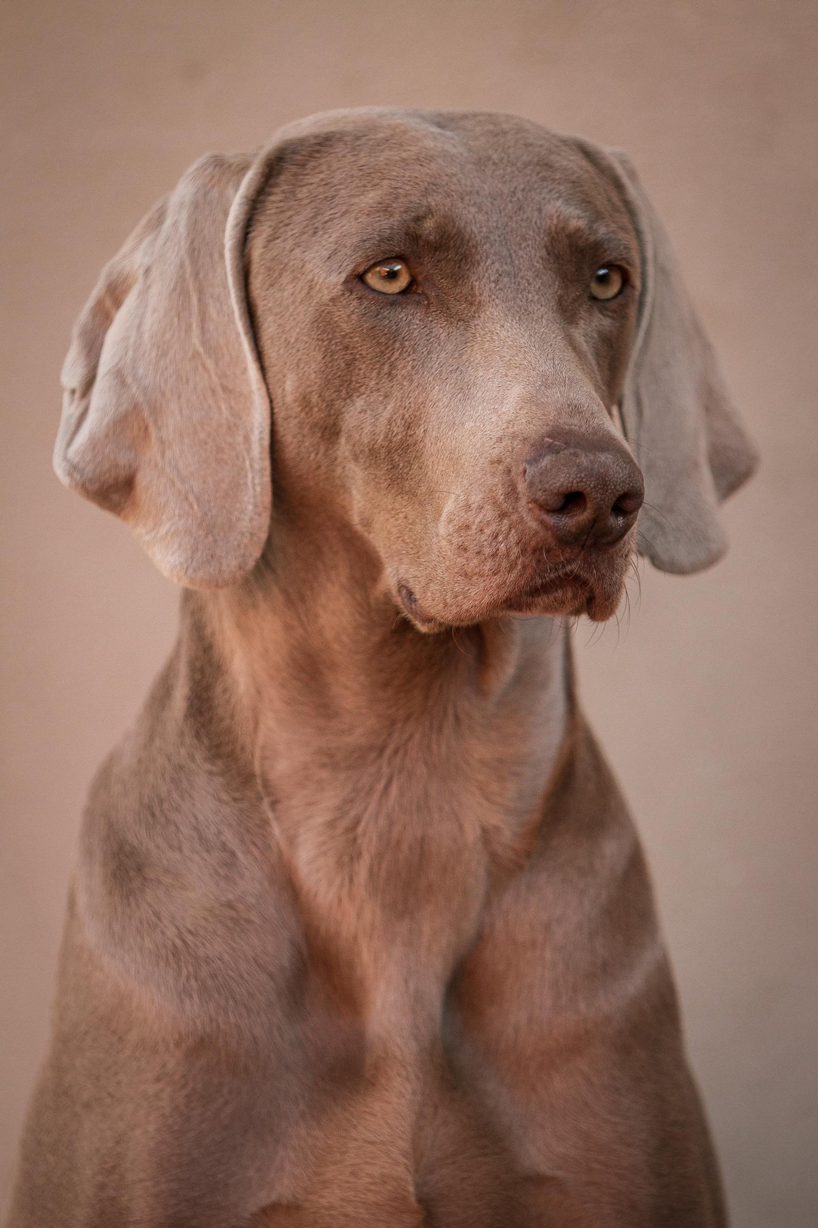 weimaraner, foto.