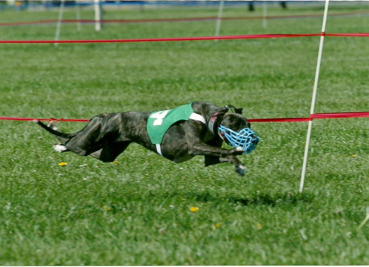 Whippet, foto in volle breedte tegen natuurlijke achtergrond.