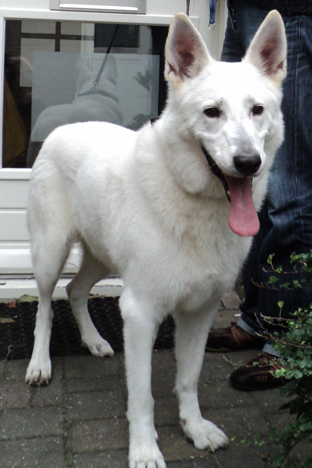 Witte Zwitserse herder, foto in volle breedte tegen natuurlijke achtergrond.