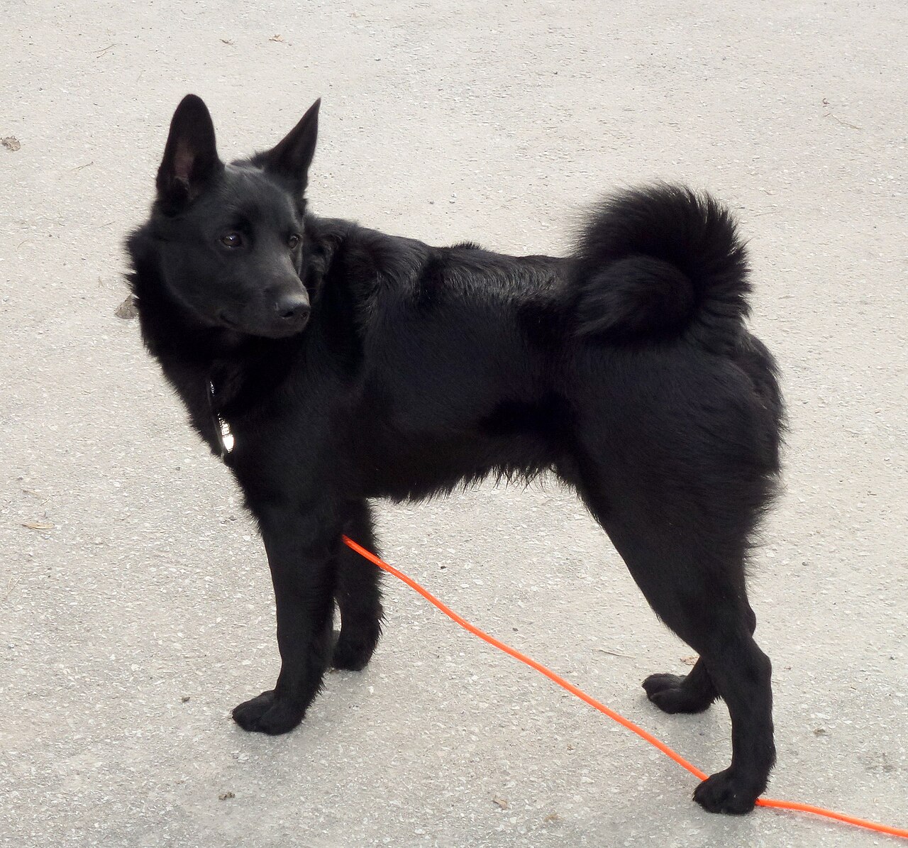 Zwarte Noorse Elandhond, foto in volle breedte.