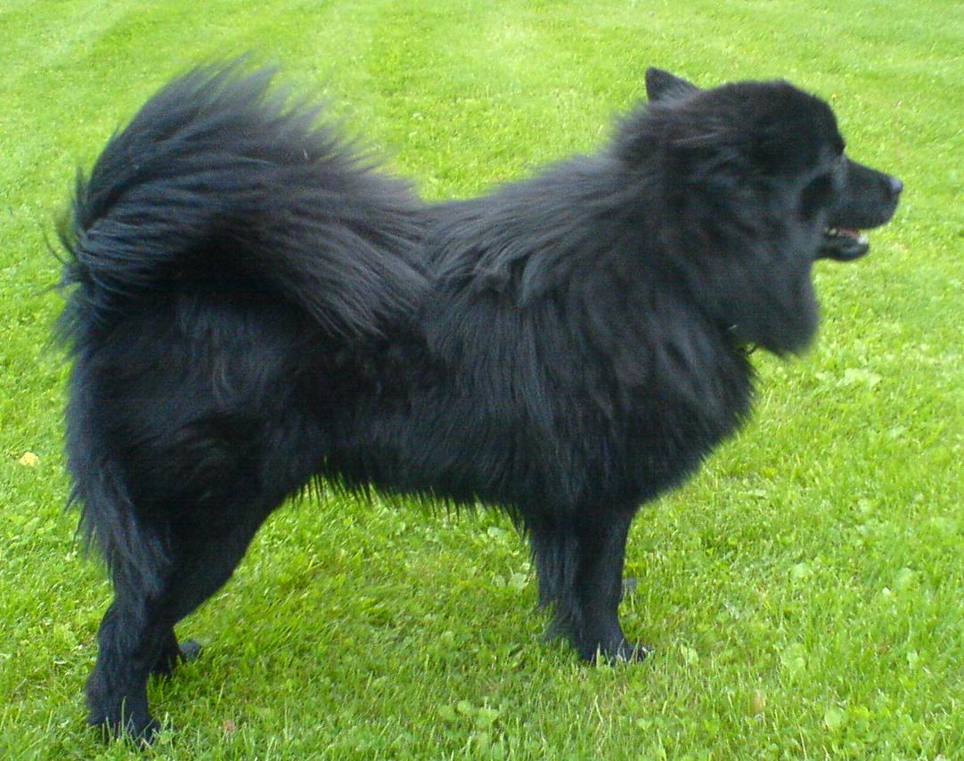 Zweeds Lapphund, foto in volle breedte tegen natuurlijke achtergrond.