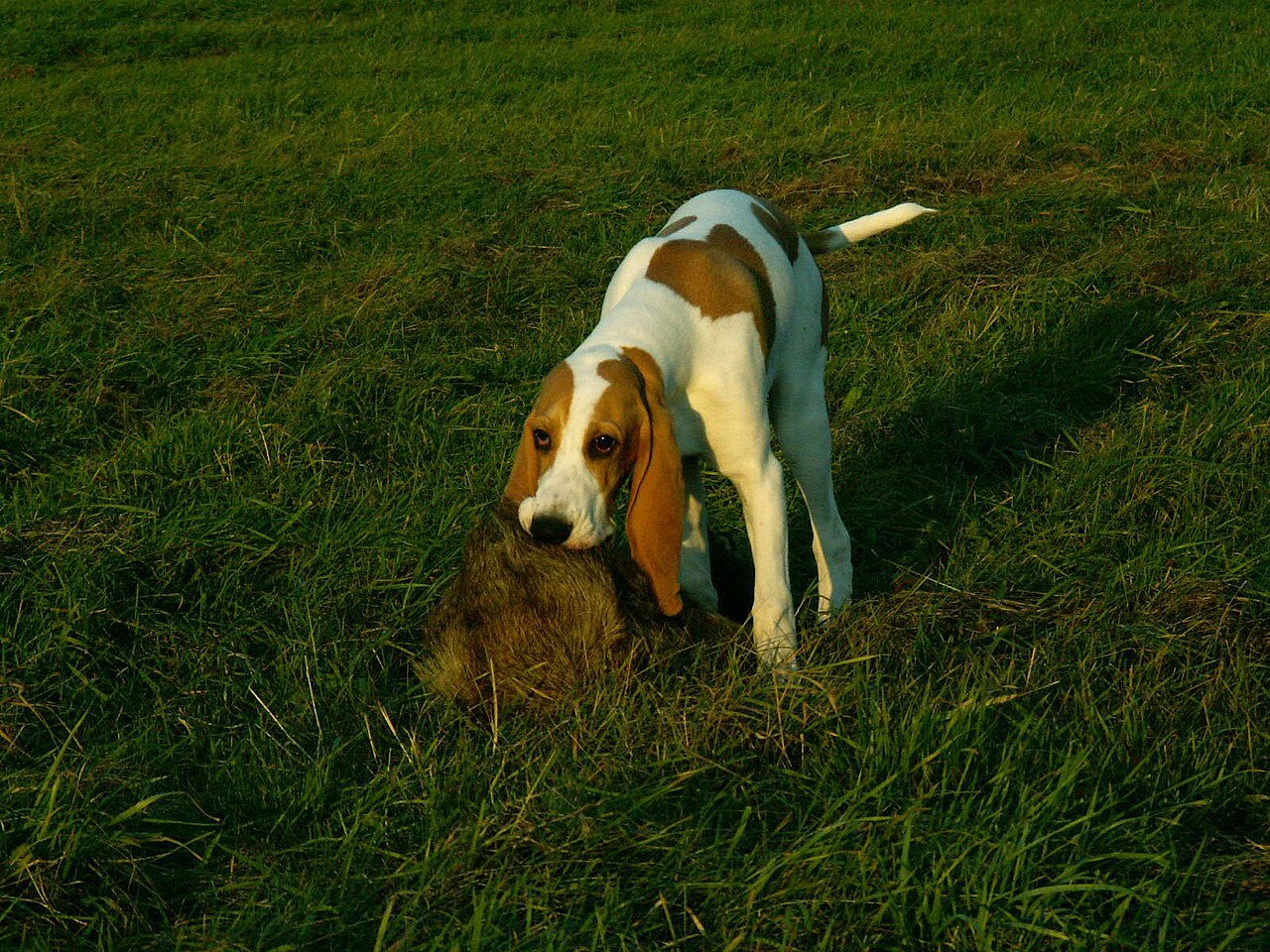 Zwitserse Laufhond, foto in volle breedte tegen natuurlijke achtergrond.